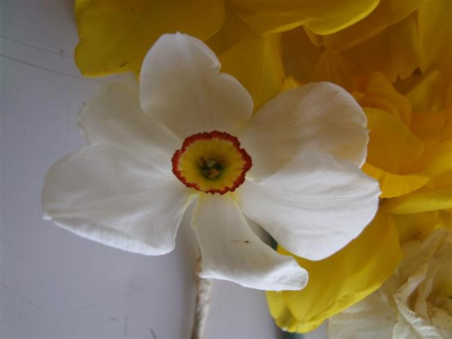 Name:  Negis 8.jpg
Views: 302
Size:  22.7 KB