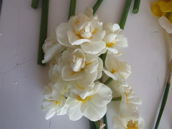 Name:  Negis  9.jpg
Views: 320
Size:  26.2 KB