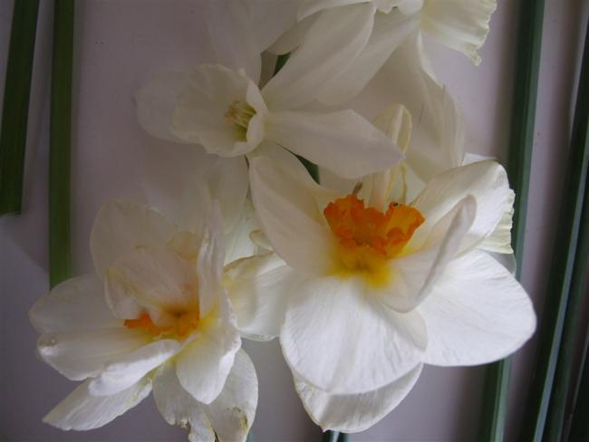 Name:  Negis 12.jpg
Views: 331
Size:  25.4 KB