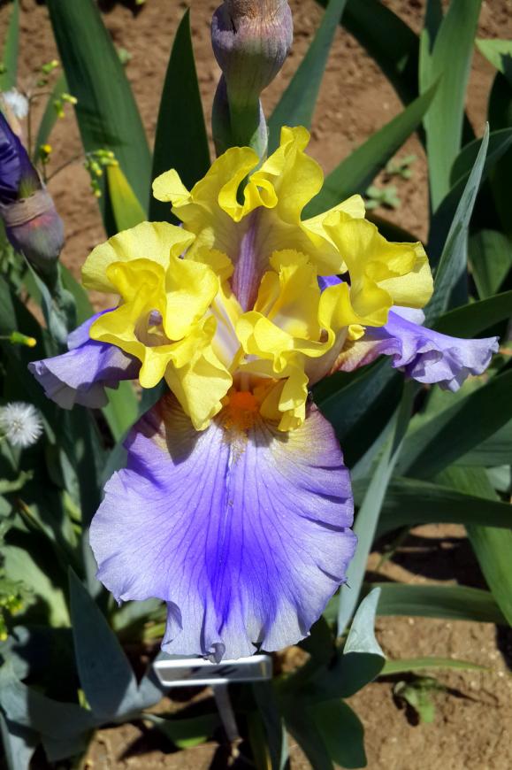 Name:  20170504_124443.jpg
Views: 854
Size:  74.5 KB