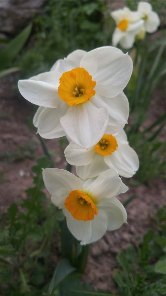 Name:  20170502_192038.jpg
Views: 547
Size:  52.9 KB