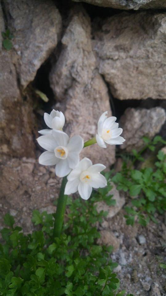 Name:  20170502_192355.jpg
Views: 644
Size:  57.9 KB