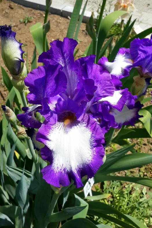 Name:  20170504_124450.jpg
Views: 936
Size:  77.9 KB