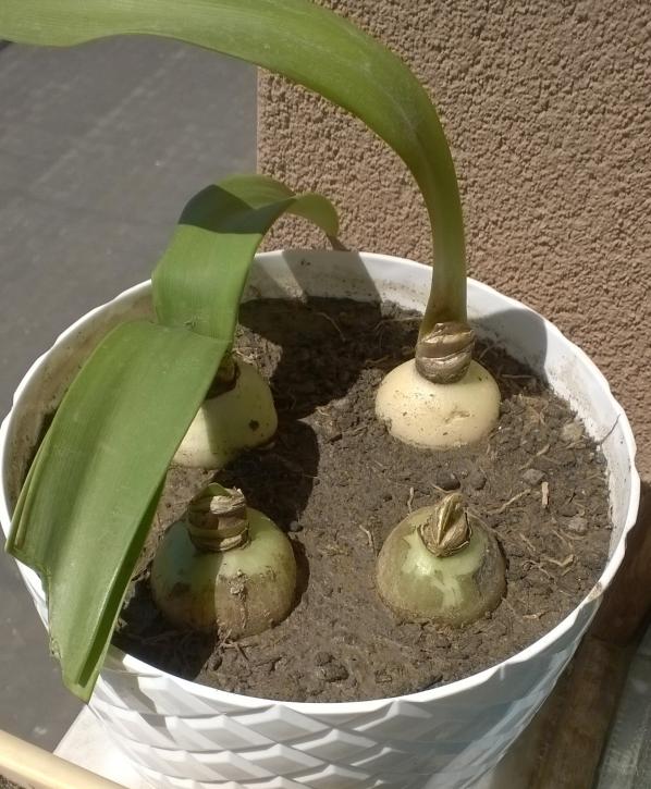 Name:  amarilis.jpg
Views: 1299
Size:  71.9 KB