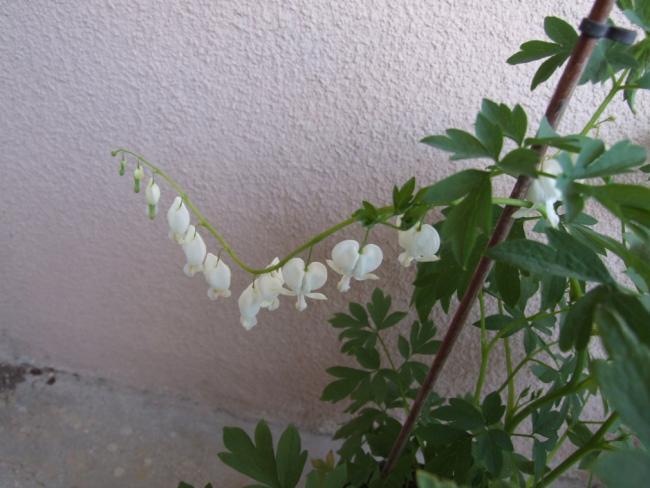 Name:  DSCF0088.jpg
Views: 447
Size:  43.5 KB