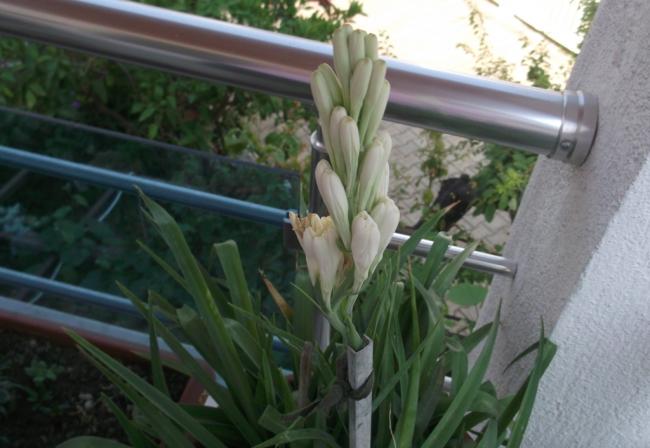 Name:  DSCF0677.jpg
Views: 699
Size:  39.6 KB