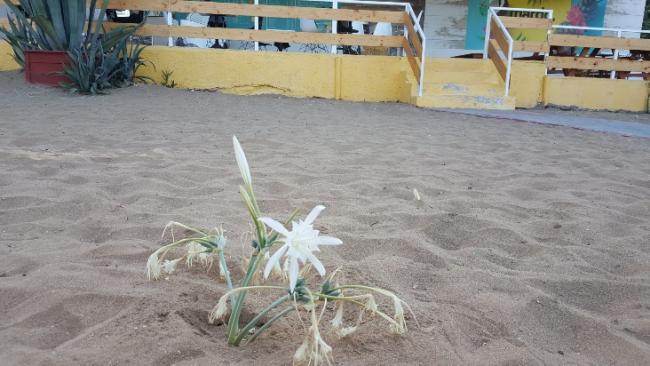 Name:  Pancratium maritimum.jpg
Views: 623
Size:  42.3 KB