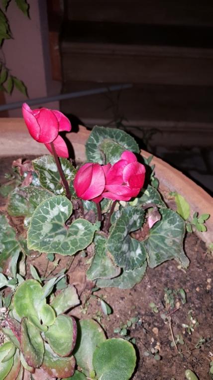 Name:  Summer cyclamen.jpg
Views: 1612
Size:  53.7 KB