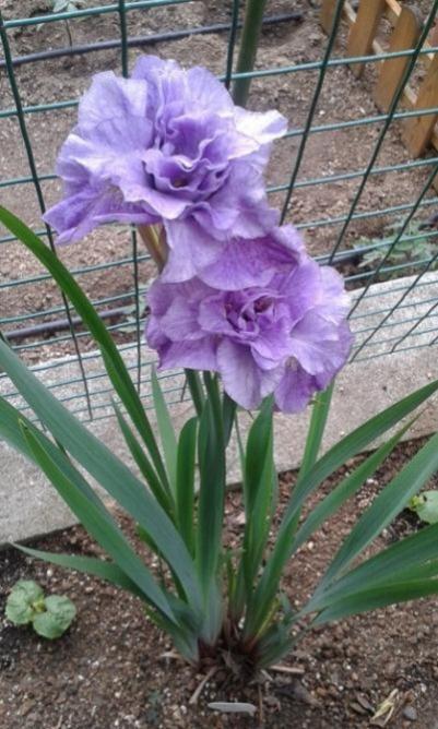 Name:  20170526_084305.jpg
Views: 870
Size:  55.6 KB