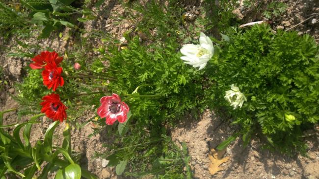 Name:  20170507_150315.jpg
Views: 589
Size:  62.5 KB