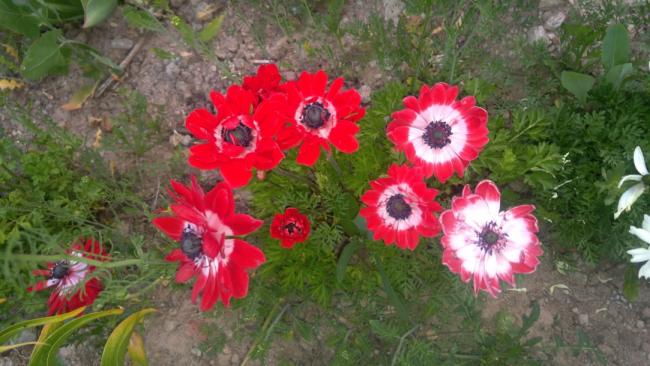 Name:  20170512_193951.jpg
Views: 575
Size:  47.3 KB