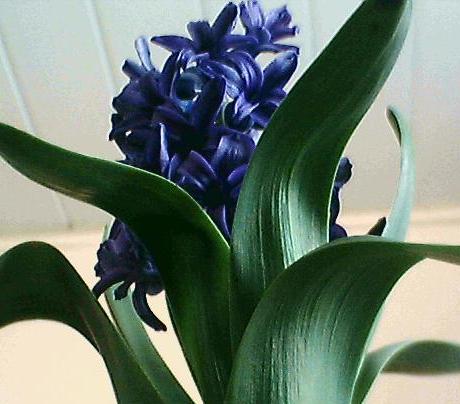 Name:  smbl 3.jpg
Views: 6107
Size:  30.7 KB
