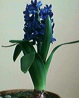 Name:  smbl 4.jpg
Views: 5641
Size:  15.2 KB