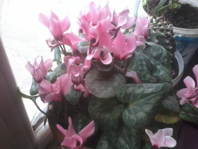 Name:  2017-12-31 13.14.22.jpg
Views: 999
Size:  38.2 KB
