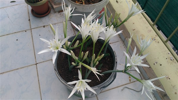 Name:  kum zamba (600 x 337).jpg
Views: 507
Size:  62.8 KB
