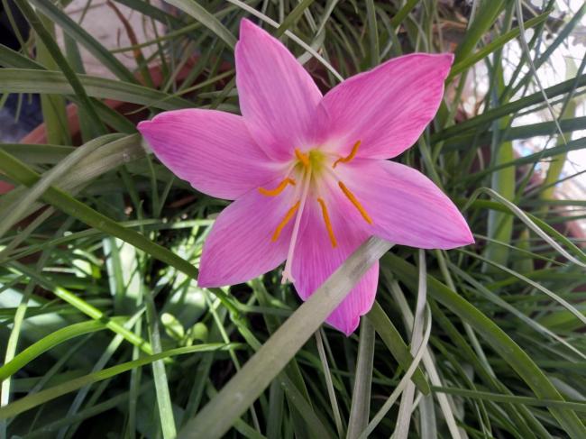 Name:  pembe zpkt.jpg
Views: 764
Size:  55.4 KB