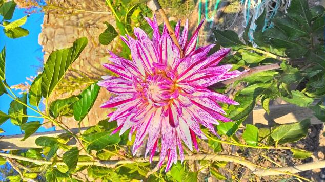 Name:  dahlia.jpg
Views: 694
Size:  70.8 KB