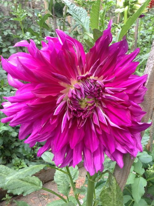 Name:  purple tahejo.jpg
Views: 971
Size:  76.9 KB
