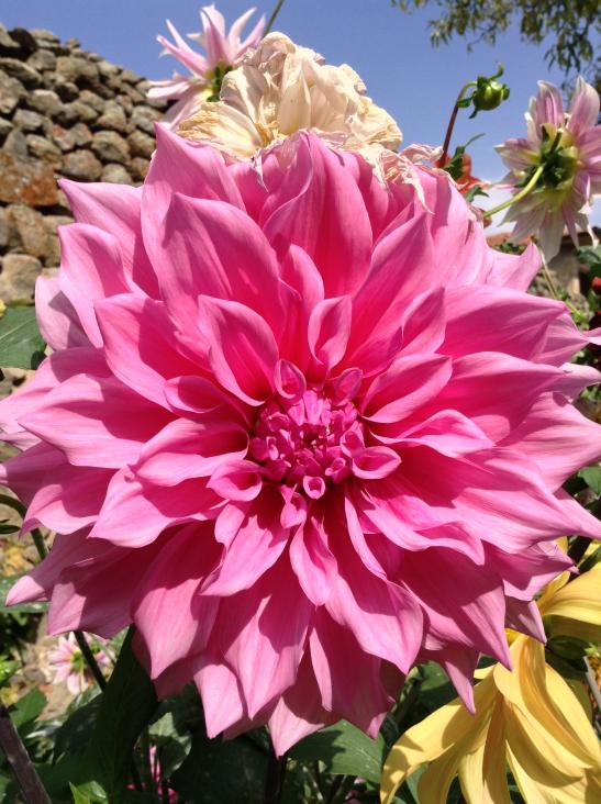 Name:  tohum isimsiz 4.jpg
Views: 971
Size:  76.6 KB