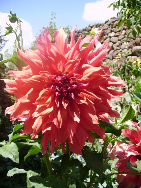 Name:  bella of barmera yeni.jpg
Views: 951
Size:  76.7 KB