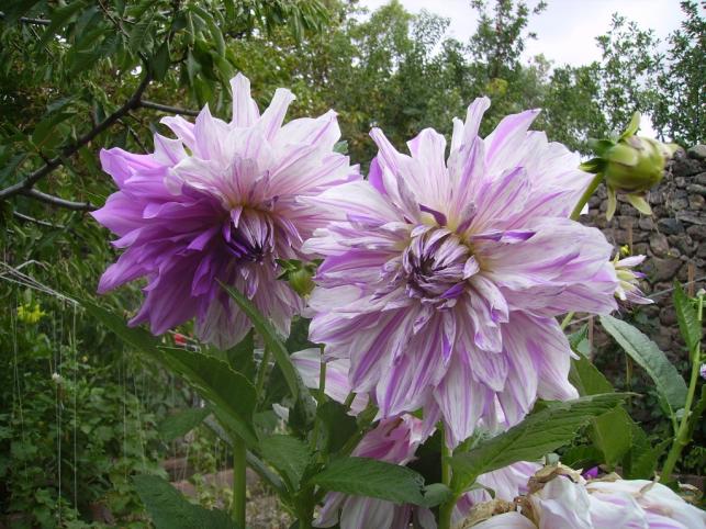 Name:  bristol stripit yeni.jpg
Views: 965
Size:  70.4 KB