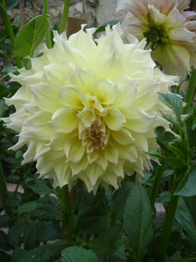 Name:  hotolko yeni.jpg
Views: 980
Size:  66.6 KB