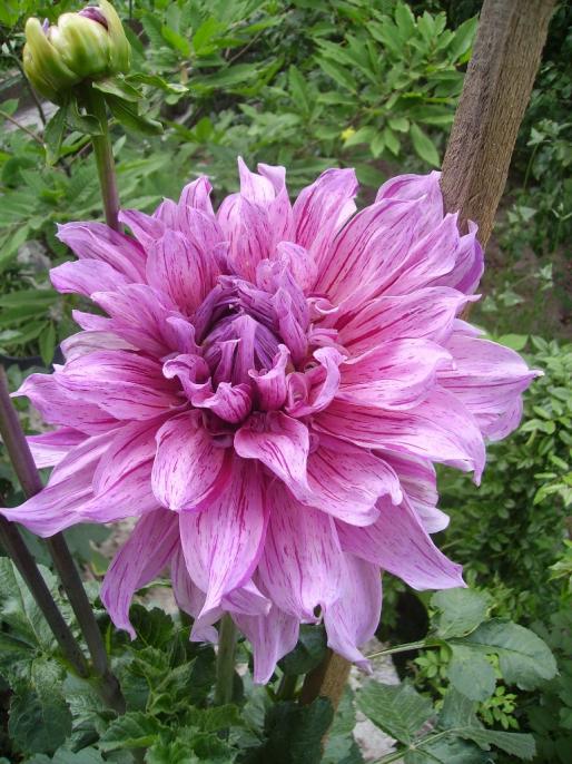 Name:  maki yeni.jpg
Views: 988
Size:  75.9 KB