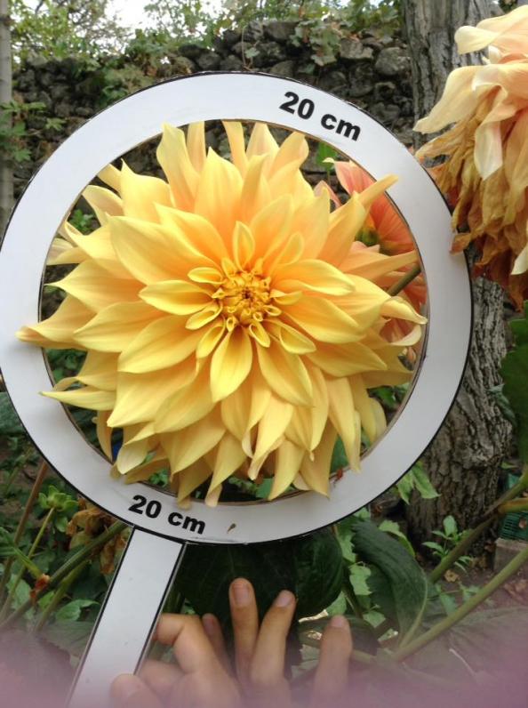 Name:  tohum isimsiz 9.jpg
Views: 924
Size:  73.8 KB