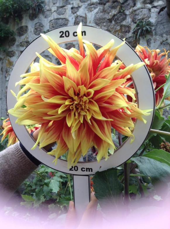 Name:  tohum isimsiz 10.jpg
Views: 886
Size:  73.8 KB