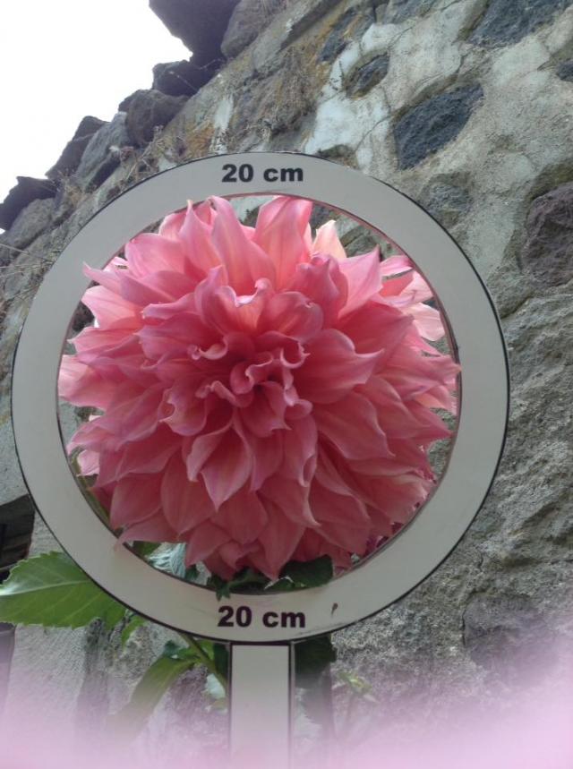 Name:  tuba dahlia.jpg
Views: 970
Size:  69.8 KB