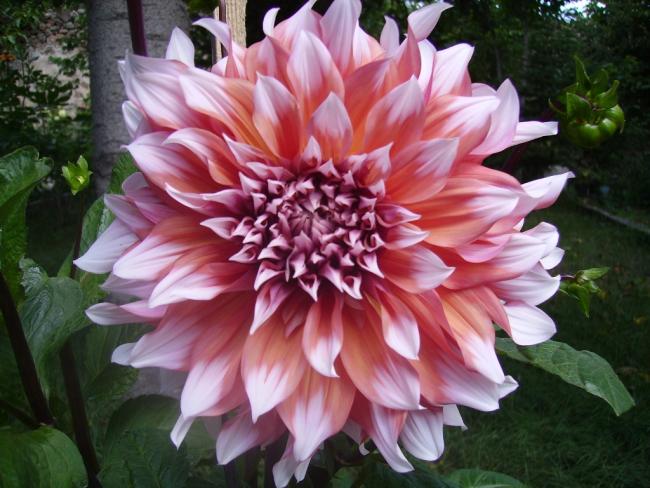 Name:  holland festival.jpg
Views: 796
Size:  55.0 KB