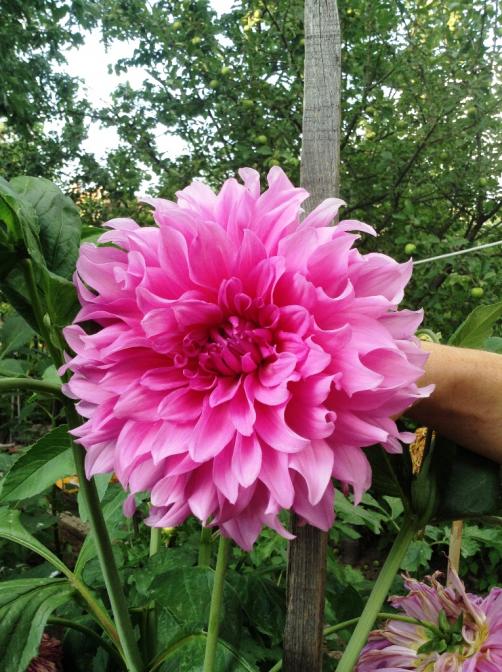 Name:  d-10.jpg
Views: 848
Size:  77.6 KB
