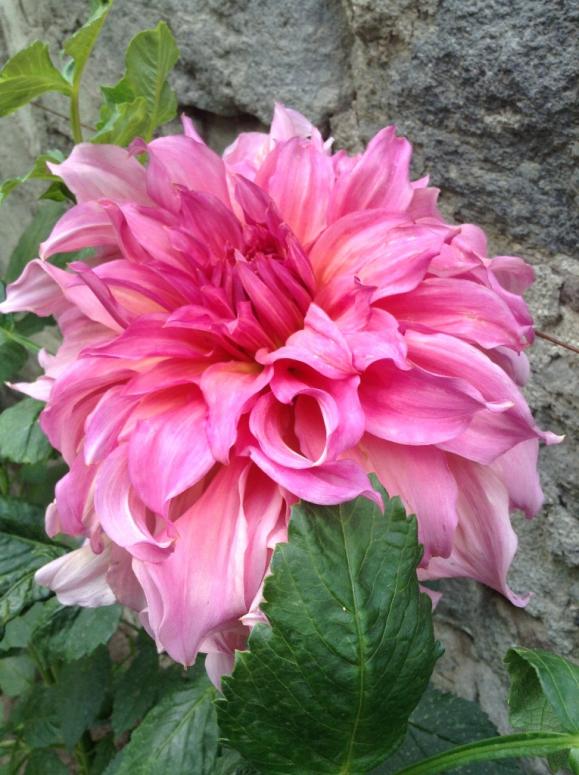 Name:  d-11.jpg
Views: 837
Size:  74.0 KB