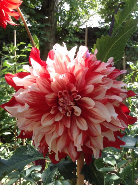 Name:  d-15.jpg
Views: 830
Size:  77.4 KB
