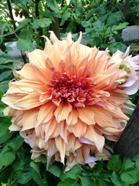 Name:  dahlia 101.jpg
Views: 1048
Size:  75.7 KB