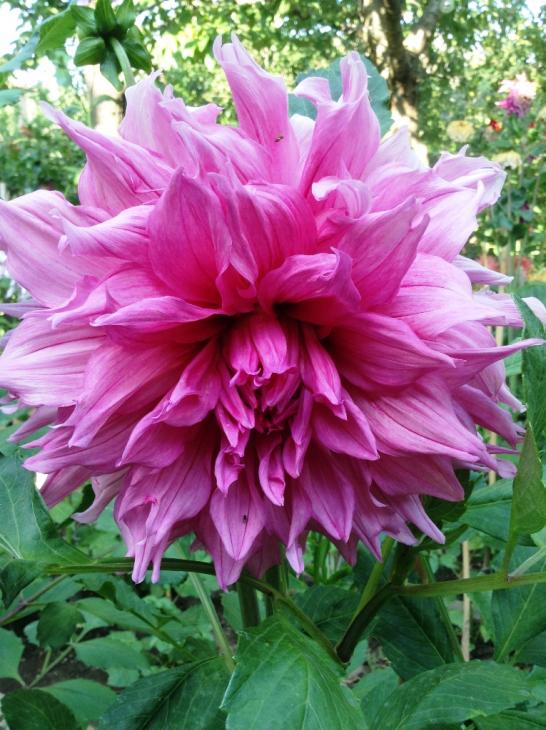 Name:  dahlia 102.jpg
Views: 812
Size:  75.7 KB