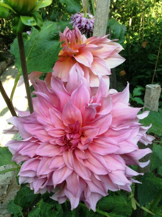 Name:  dahlia 103.jpg
Views: 835
Size:  75.2 KB