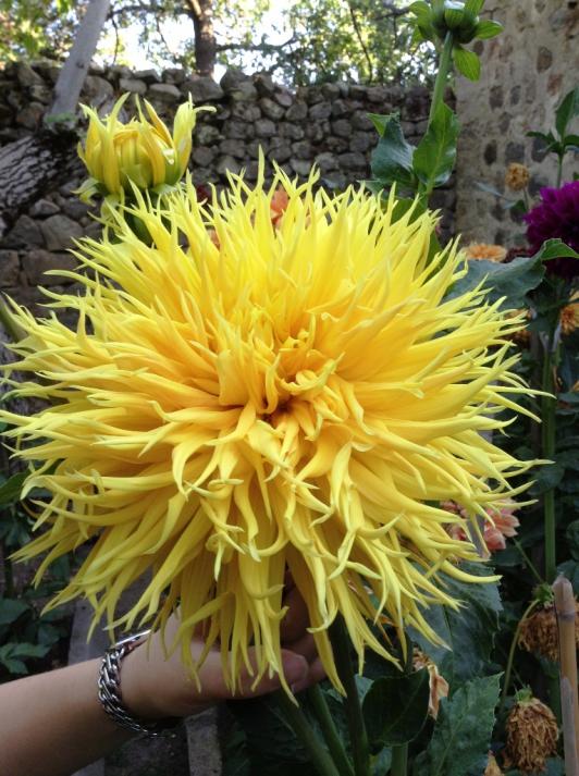 Name:  dahlia 104.jpg
Views: 802
Size:  77.4 KB