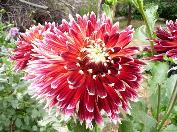 Name:  dahlia 201.jpg
Views: 1277
Size:  71.7 KB