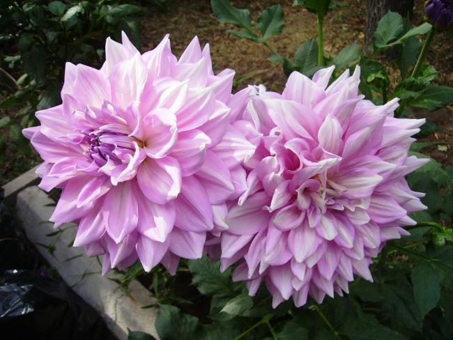 Name:  dahlia 202.jpg
Views: 1185
Size:  54.1 KB