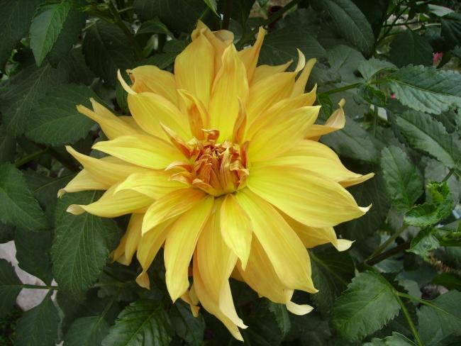 Name:  dahlia - 204.jpg
Views: 840
Size:  48.2 KB