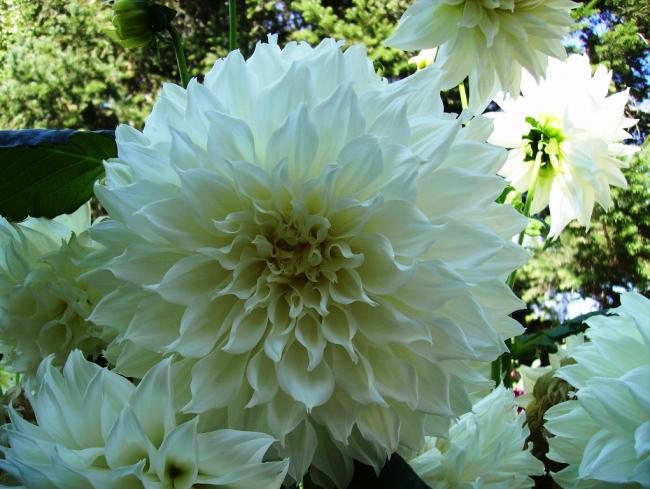 Name:  dahlia - 209.jpg
Views: 840
Size:  54.8 KB