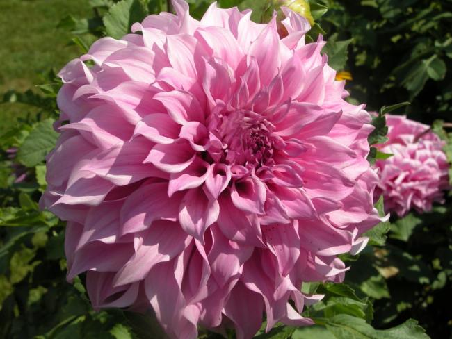 Name:  dahlia 210.jpg
Views: 818
Size:  52.6 KB