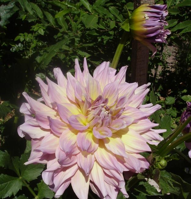 Name:  dahlia - 211.jpg
Views: 825
Size:  71.3 KB