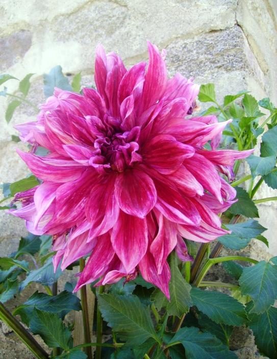 Name:  dahlia - 208.jpg
Views: 1074
Size:  73.9 KB