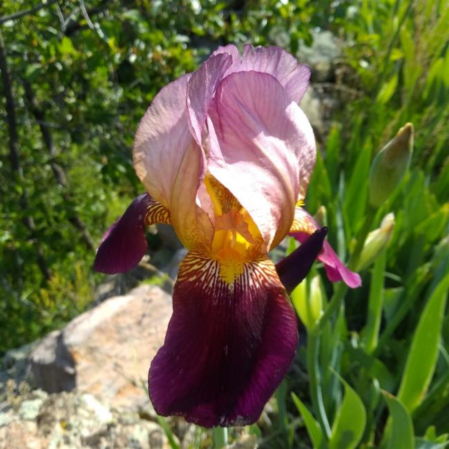 Name:  iris ssen indian cef.jpg
Views: 713
Size:  63.3 KB