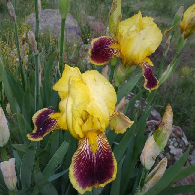 Name:  iris ssen bordo sar .jpg
Views: 1986
Size:  63.4 KB