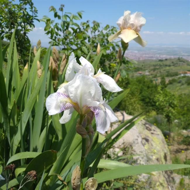 Name:  iris ssen beyaz mor izgili 1. .jpg
Views: 893
Size:  65.4 KB