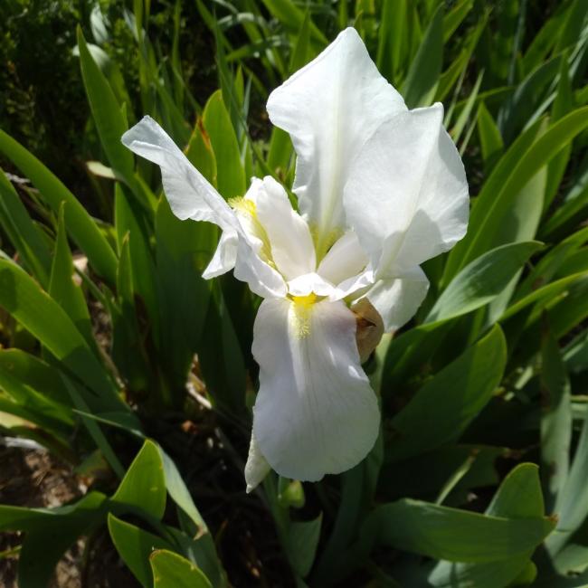 Name:  iris ssen white .jpg
Views: 769
Size:  50.2 KB