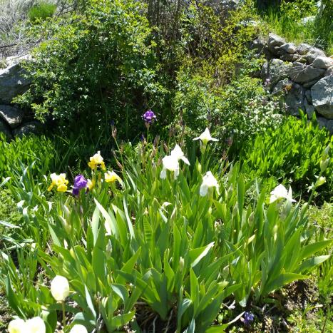 Name:  iris ssen  white toplu .jpg
Views: 793
Size:  76.1 KB